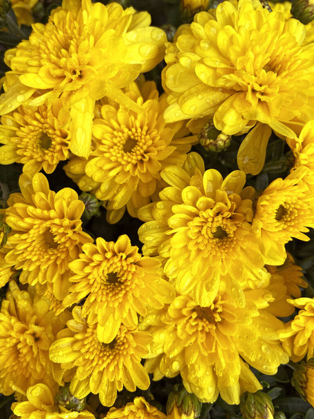 žluté astry kytice, mnoho astrů venku, detailní záběr - Fotografie, Obrázek