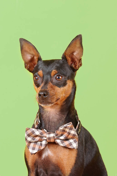 Portrait miniature Pinscher with bow tie  - Фото, зображення