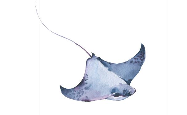 Stingray watercolor collection, Set of sea animals Blue ocean Stingray fish. Hand painted Nautical illustration of Blue watercolor, realistic underwater ocean collection - 写真・画像