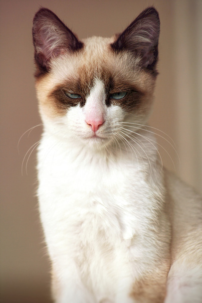 mürrische Katze - Foto, Bild