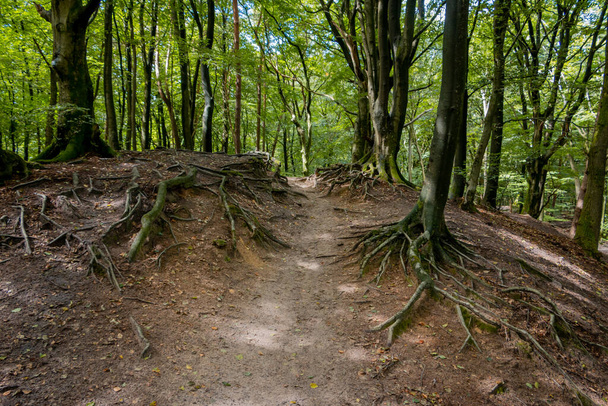 Прогулка по лесу Спилдер на Велуве с многочисленными кривыми деревьями, поэтому также известными как танцующий лес, провинция Федерланд, недалеко от деревни Гари - Фото, изображение