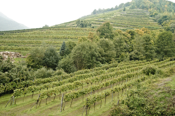 Vineyard in Wachau - Photo, Image