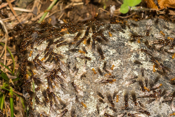 Citronella Karınca Sürüsü (Lasius interjectus) - Fotoğraf, Görsel