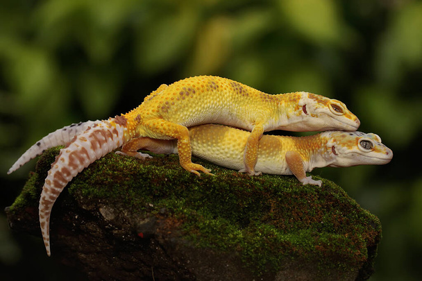Kaksi Leopard Geckoa ottaa aurinkoa. Matelijoilla, joilla on houkuttelevia värejä, on tieteellinen nimi Eublepharis macularius.  - Valokuva, kuva