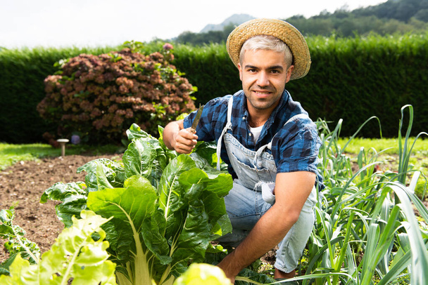 Hispanic man vegetable gardening. Harvesting swiss chard from garden. - Photo, Image