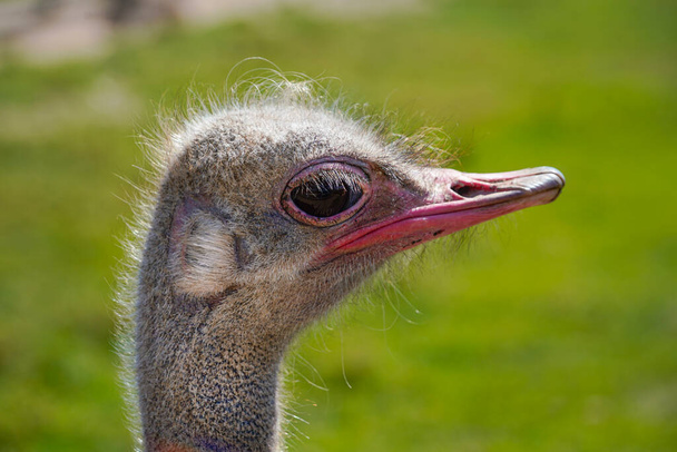 Dit is een struisvogel op een struisvogelboerderij. Het zijn grappige dieren met lange wimpers en expressieve ogen. Kan gebruikt worden voor websites, brochures, affiches, drukken en ontwerpen. - Foto, afbeelding
