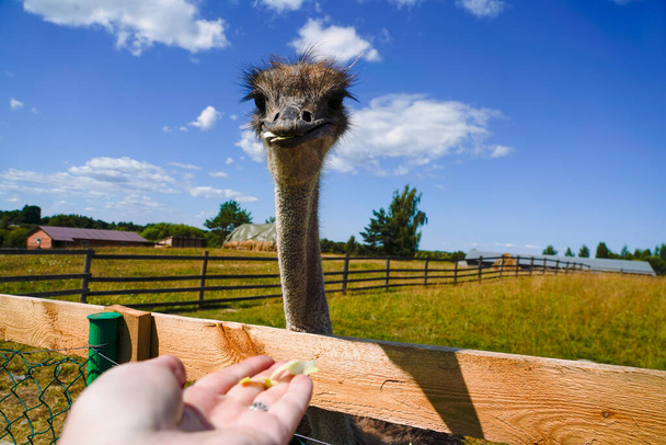 Dit is een struisvogel op een struisvogelboerderij. Het zijn grappige dieren met lange wimpers en expressieve ogen. Kan gebruikt worden voor websites, brochures, affiches, drukken en ontwerpen. - Foto, afbeelding
