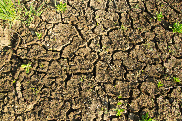 šedá půda, suchá, velmi málo trávy, Světový den boje proti dezertifikaci a suchu - Fotografie, Obrázek