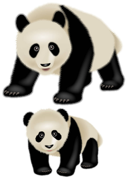 Illustration of a panda. 3D illustration. - Photo, Image