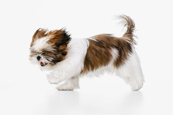 One cute, funny white brown dog, little Shih Tzu isolated over white studio background. Concept of animal life, care, responsibility for pets - Foto, Bild