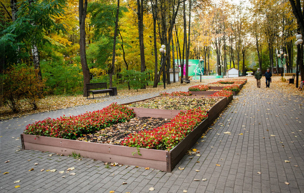 Παρτέρια στο Krasnogorsk σε δημόσιο πάρκο με κόκκινα λουλούδια και κίτρινα δέντρα (από κίτρινα φύλλα) σε απόσταση - οι άνθρωποι περπατούν και κάθονται - Φωτογραφία, εικόνα