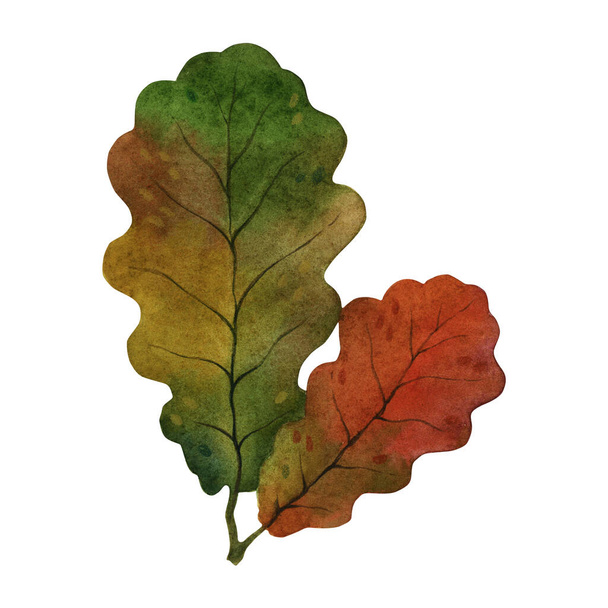 Watercolor oak leaf isolated illustration on a white background. - Photo, image