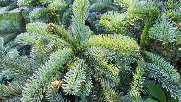 Plants on a stone background. Pine, thuja and spruce branches. Festive background. - Photo, Image