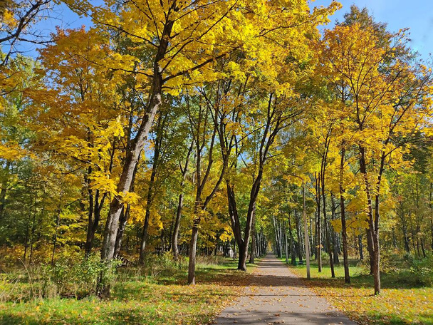 Περπάτημα μονοπάτι στο πάρκο δάσος της πόλης. Κίτρινες κορώνες δέντρων σε ηλιόλουστο καιρό. Φθινοπωρινό τοπίο στη Λευκορωσία. - Φωτογραφία, εικόνα