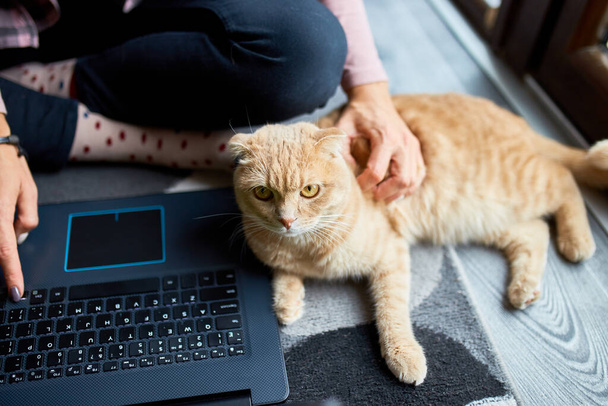 Woman searching vet website on laptop to register cat for veterinary consultation, Freelancer female typing on laptop sitting on the floor at home near large windows, studying, working from home. - Фото, зображення