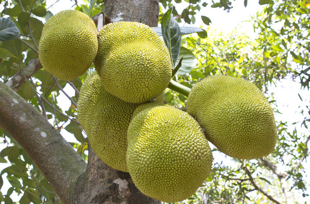 Jack arbre fruitier dans le sud de l'Inde
. - Photo, image