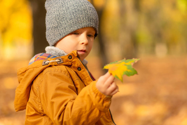 Happy child playing with fallen yellow leaves on a walk in the autumn in the park. - Φωτογραφία, εικόνα