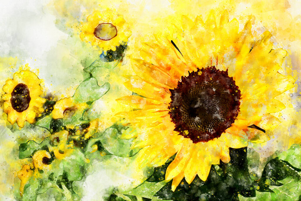 Güneş çiçeği tarlası. Suluboya resimli ayçiçeği başları.  - Fotoğraf, Görsel