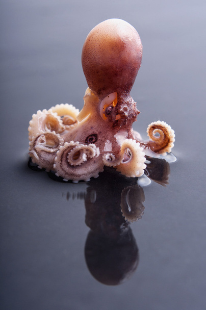 chobotnice na černém pozadí - Fotografie, Obrázek