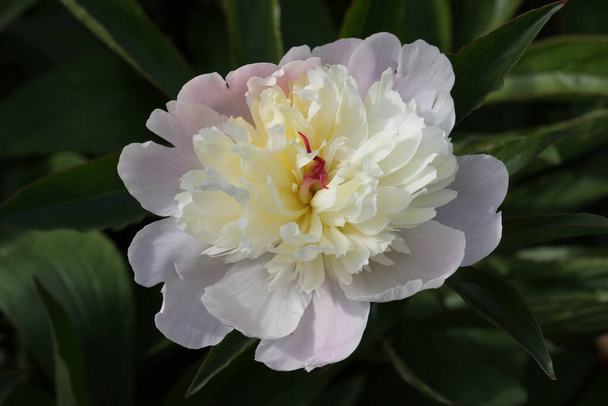 Růžový, žlutý a bílý pivoňkový květ zblízka - Fotografie, Obrázek