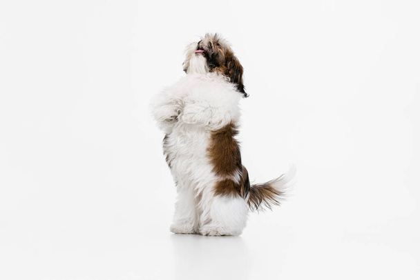 Little puppy, cute white brown Shih Tzu dog stands on its hind legs isolated over white studio background. Playful mood. Concept of animal life, care, responsibility for pets. Looks happy, delighted. - Fotografie, Obrázek