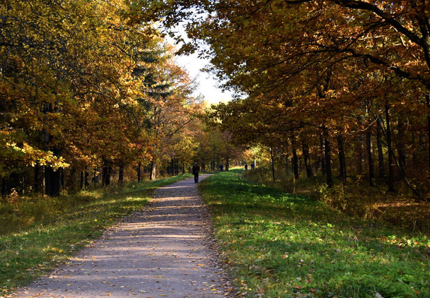 otoño dorado en el parque - Foto, imagen