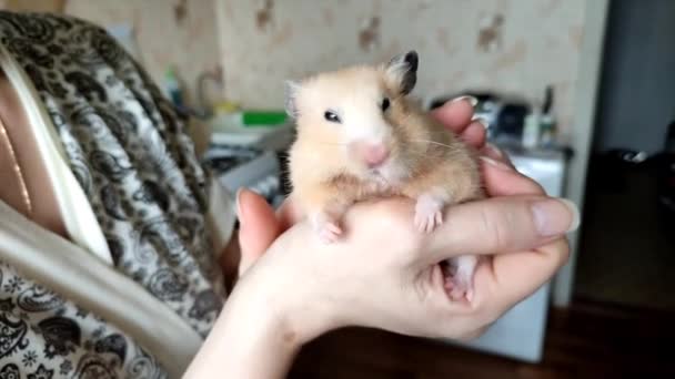 Hamster syrien est nourri avec des graines sur les mains - Séquence, vidéo