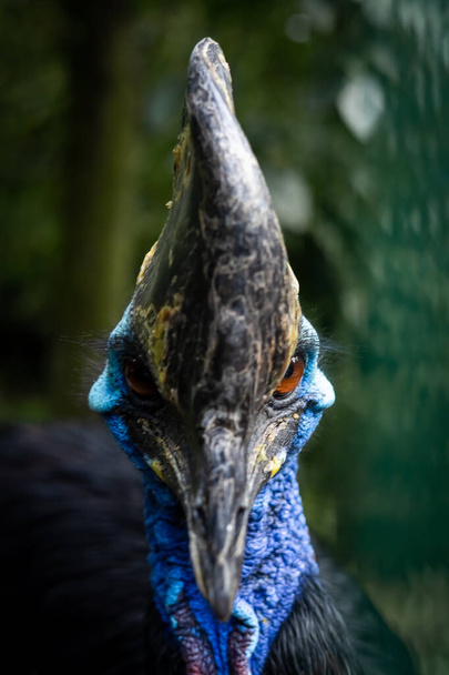 Porträt einer südlichen Soutane, eines exotischen flugunfähigen Vogels, der in die Kamera blickt. - Foto, Bild