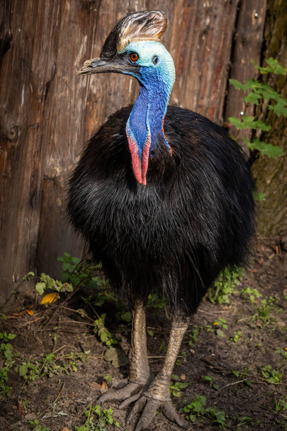 Güney cassowary, egzotik, uçamayan bir kuş.  - Fotoğraf, Görsel
