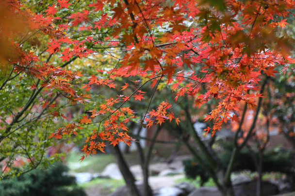 Rode esdoorn bladeren in het najaar. - Foto, afbeelding