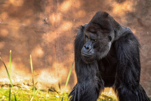 gorila de las tierras bajas occidentales (gorila gorila gorila) - Foto, Imagen