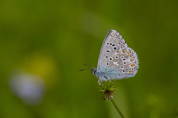 a wonderful butterfly with an overhead blue wing color, Polyommatus bellargus - Photo, Image