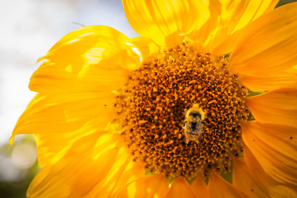 Подсолнух на солнце с пчелой - Фото, изображение