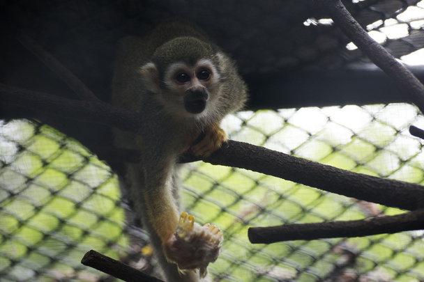 Squirrel Monkey  - Foto, Bild