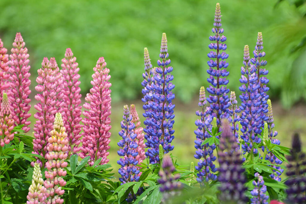 In the spring in the garden blooms lupine - Foto, afbeelding