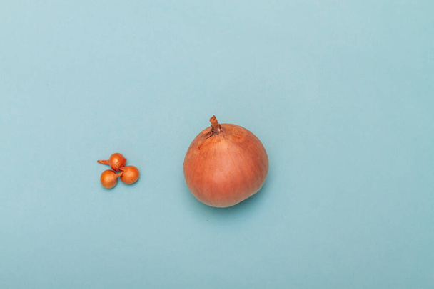 The concept of comparing more and less, the concept of growth and development. A huge onion compared to tiny bulbs. - Foto, afbeelding