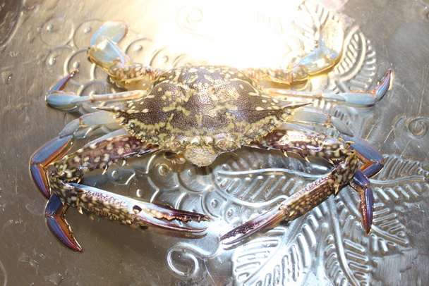 skóra dobry wygląd od oceanu żywy krab świeci świeże owoce morza krab na połowu brzegu  - Zdjęcie, obraz
