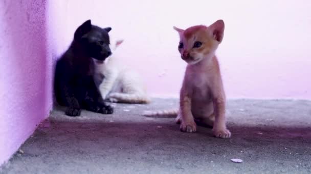 Три маленькие кошки отдыхают на полу дома - Кадры, видео