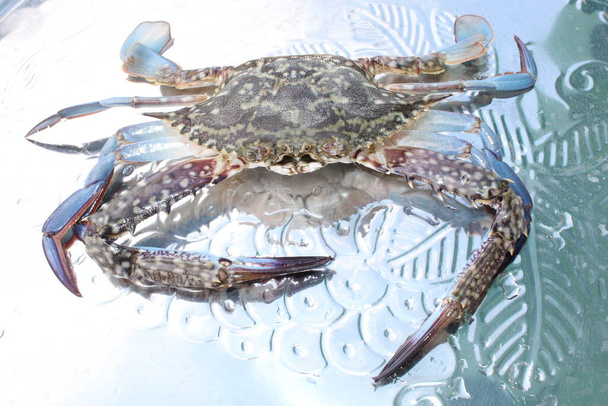 Haut gutes Aussehen von Meerespärchen lebende Krabbe glänzende frische Meeresfrüchte Krabbe am Fang Ufer  - Foto, Bild