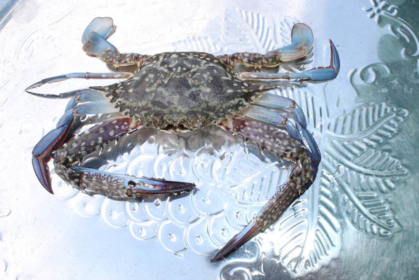 couple océan vivant Crabe brillant crabe fruits de mer frais sur le rivage de capture  - Photo, image