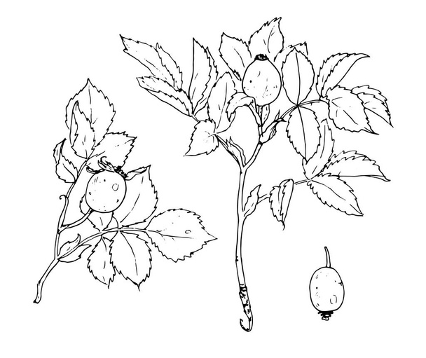 Drawing of a rosehip branch with fruits. Illustration of a hand-drawn set, a rosehip-style sketch with leaves and fruits isolated by a black outline on a white background for a design template. Sketch rosehip branch in hand drawn style on white backg - ベクター画像