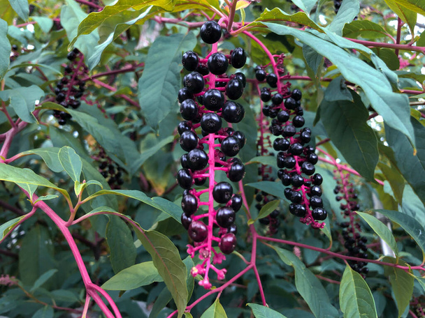 Pokeberry tropical plant with black berries - Photo, Image