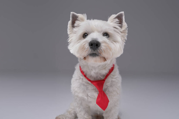 Смішна білий тер'єр собака з червоною краваткою ізольована на сірому
 - Фото, зображення