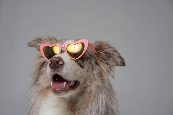 Moda scozzese pastore con occhiali da sole a forma di cuore rosa - Foto, immagini