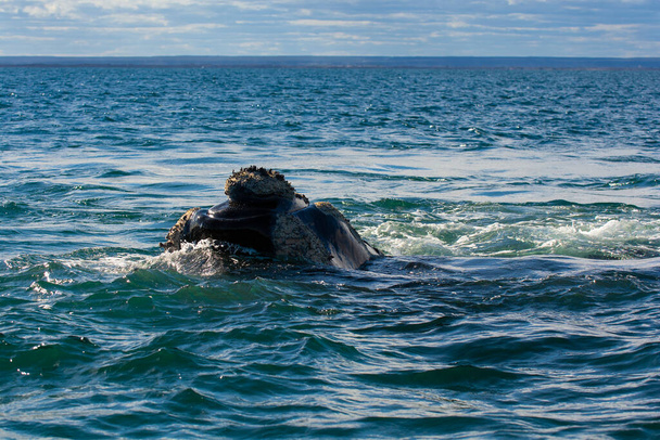 Sohutern prawo wdychanie wielorybów na powierzchni, Półwysep Valdes, UNESCO Światowego Dziedzictwa UNESCO, Patagonia, Argentyna - Zdjęcie, obraz