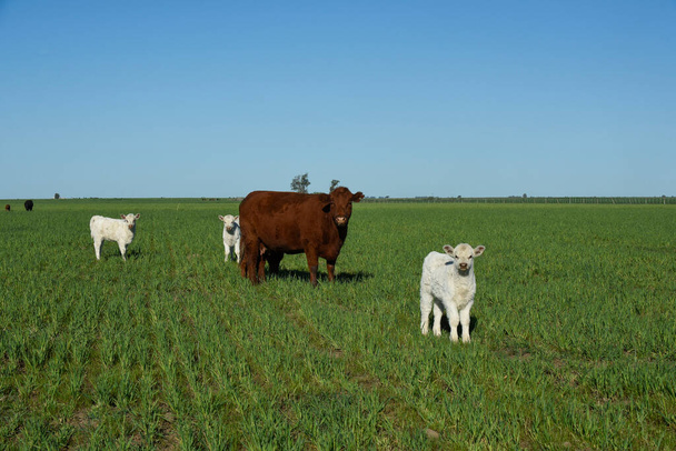 Белоснежный теленок, в сельской местности Аргентины, провинция Ла Пампа, Патагония, Аргентина. - Фото, изображение