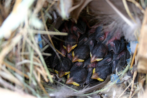 Several baby birds with yellow and orange beaks sleep together in a nest of grass - Фото, изображение