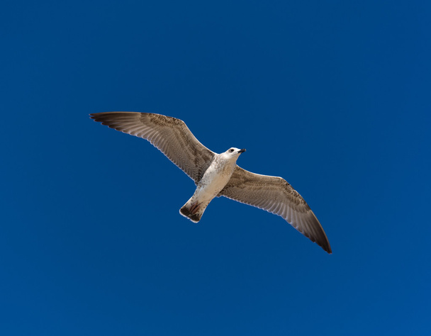 Seagull in flight - Фото, изображение
