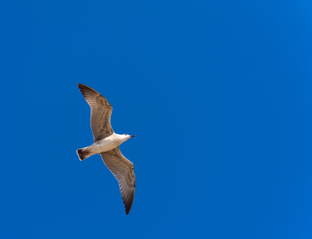 Seagull in flight  - Фото, изображение