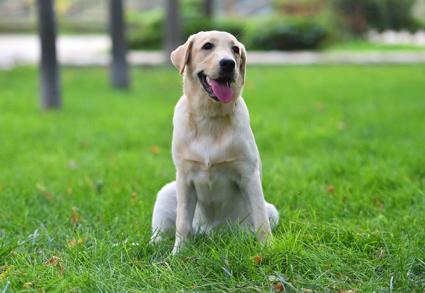 a lovely labrador retriever in a green field - Photo, Image